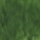 Sap Green